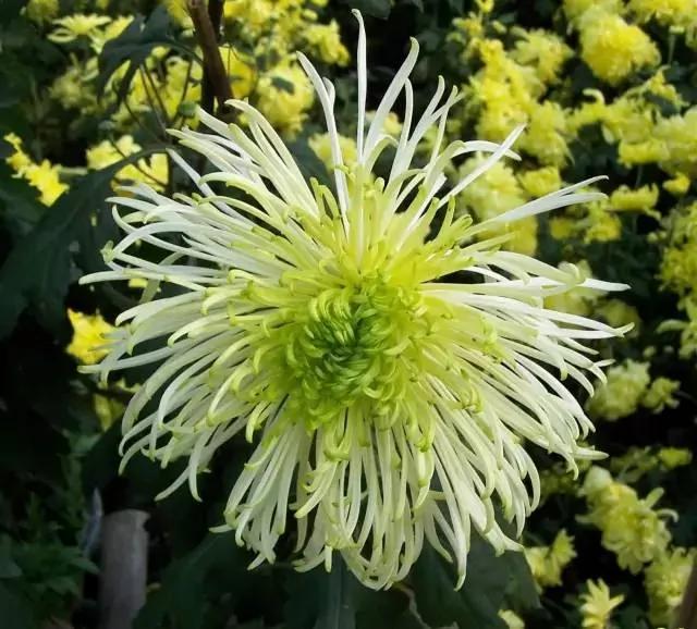 重阳节:无限青山行已尽 回看忽觉远离乡
