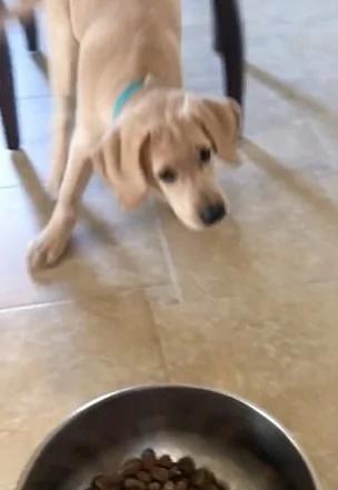 萌!美狗狗初见新饭盆被吓得后退不敢进食