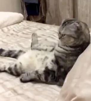 可爱!保加利亚猫咪坐床上看电视拒绝被打扰