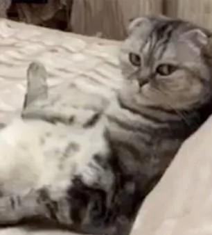 可爱!保加利亚猫咪坐床上看电视拒绝被打扰