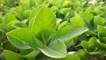 治疗感冒发烧的特效生活小药方 十分有效(推荐收藏)