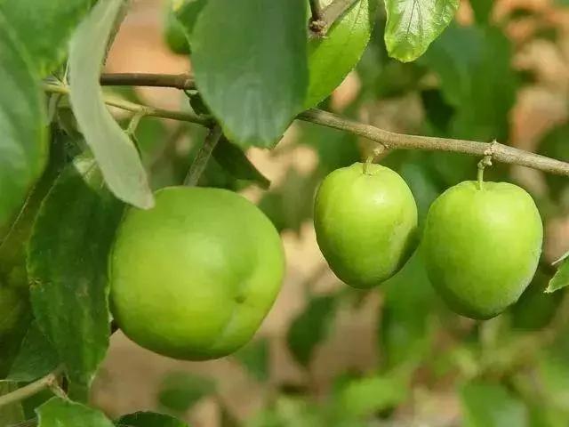 每种水果都是有药用功能的 各种水果一一说明(值得收藏)