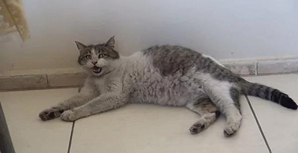 猫咪坐诊所门口哀哭 医护人员果断行动救五命!