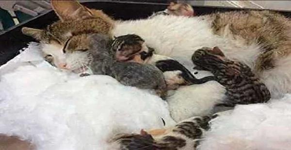 猫咪坐诊所门口哀哭 医护人员果断行动救五命!