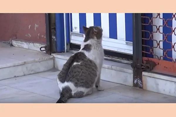 猫咪坐诊所门口哀哭 医护人员果断行动救五命!