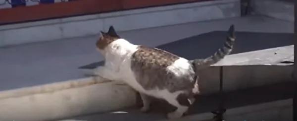 猫咪坐诊所门口哀哭 医护人员果断行动救五命!