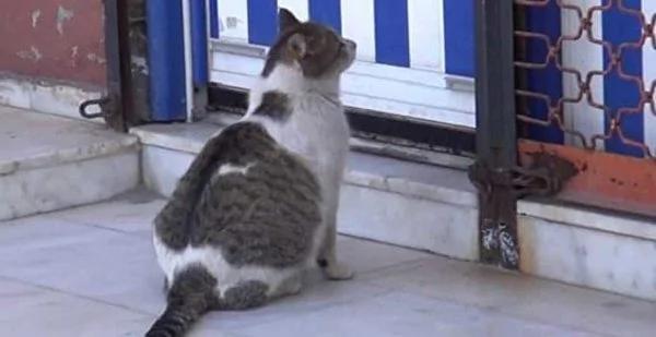 猫咪坐诊所门口哀哭 医护人员果断行动救五命!