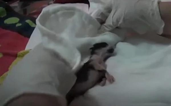 猫咪坐诊所门口哀哭 医护人员果断行动救五命!