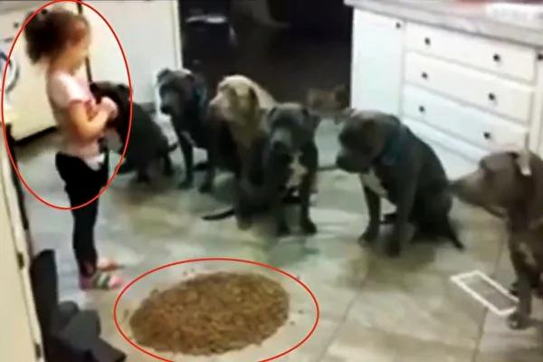 4岁女童面对一群饥肠辘辘的斗牛犬 旁边就是狗粮…