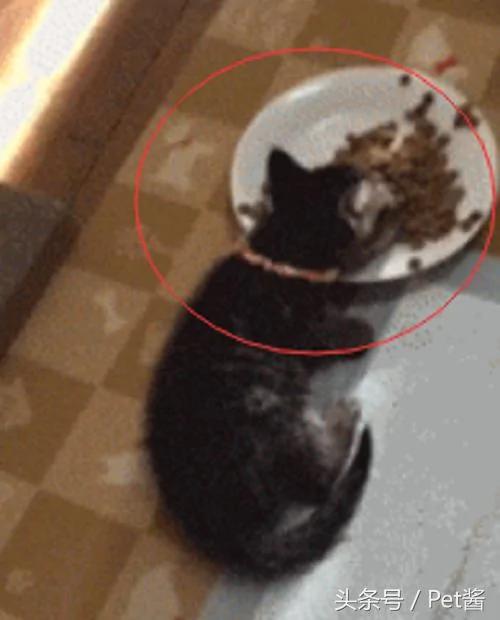猫咪吃饭时突然倒地不起 主人上前一看 却忍不住笑喷了!