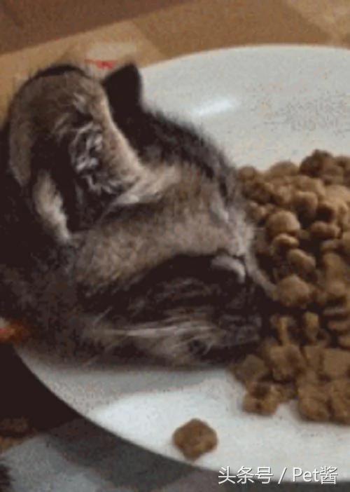 猫咪吃饭时突然倒地不起 主人上前一看 却忍不住笑喷了!