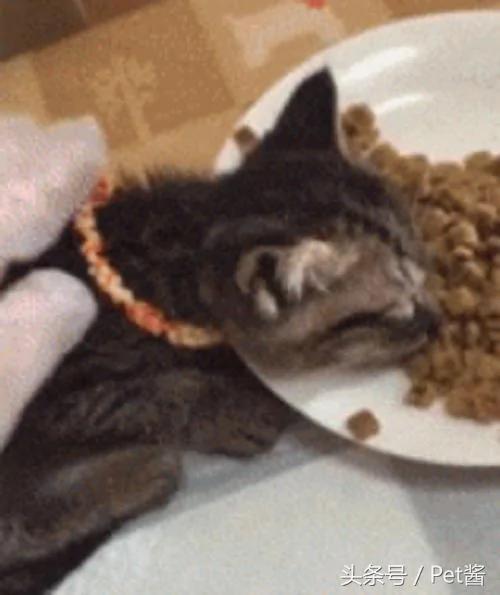猫咪吃饭时突然倒地不起 主人上前一看 却忍不住笑喷了!