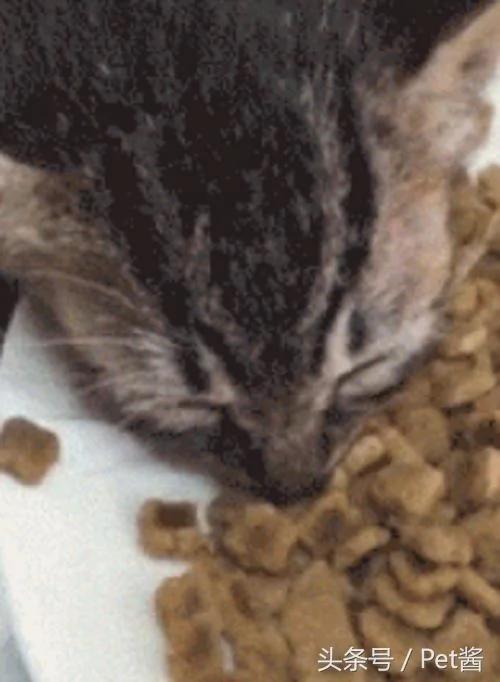 猫咪吃饭时突然倒地不起 主人上前一看 却忍不住笑喷了!