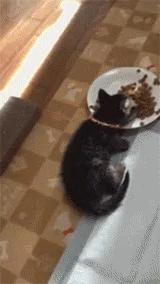 猫咪吃饭时突然倒地不起 主人上前一看 却忍不住笑喷了!