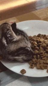 猫咪吃饭时突然倒地不起 主人上前一看 却忍不住笑喷了!