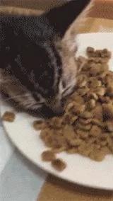 猫咪吃饭时突然倒地不起 主人上前一看 却忍不住笑喷了!