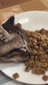 猫咪吃饭时突然倒地不起 主人上前一看 却忍不住笑喷了!