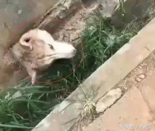 主人回家到处找不到哈士奇 到院子里一看 主人瞬间吓傻了!