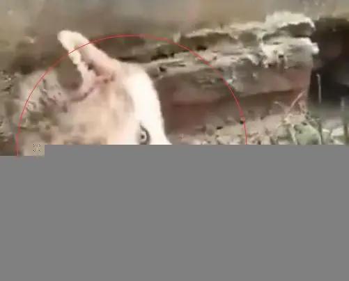 主人回家到处找不到哈士奇 到院子里一看 主人瞬间吓傻了!