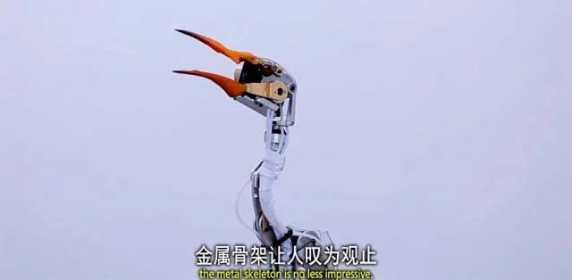 BBC又出神片:动物纷纷表示 再也不相信人类了!