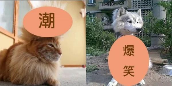 无奈!剃毛后宠物们开始怀疑自己是不是捡回来的!