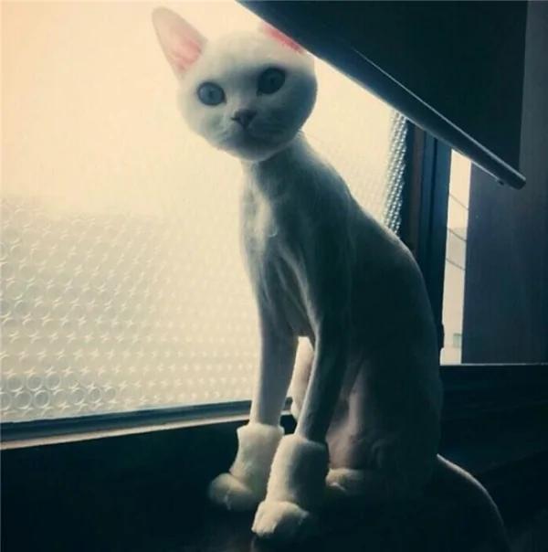 无奈!剃毛后宠物们开始怀疑自己是不是捡回来的!