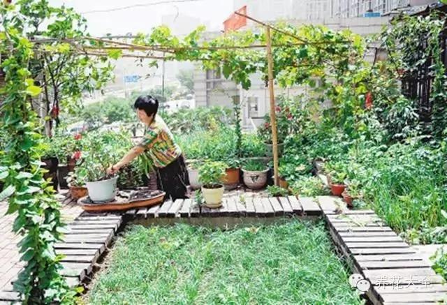 99%的人不知道!原来在“阳台种菜”要注意的事这么多