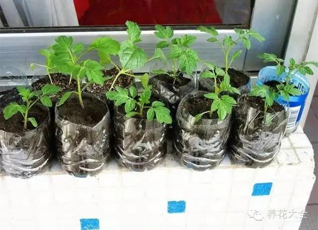 99%的人不知道!原来在“阳台种菜”要注意的事这么多