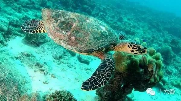 去这7个海岛浮潜 你一定可以看到大海龟