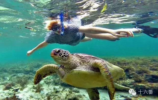 去这7个海岛浮潜 你一定可以看到大海龟