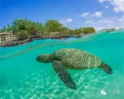去这7个海岛浮潜 你一定可以看到大海龟