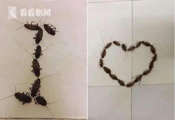 大学生用38只蟑螂拼“I love U”告白 结果成这样