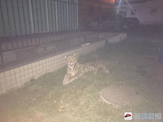 小区草坪趴只“虎”?业主半夜回家差点吓哭