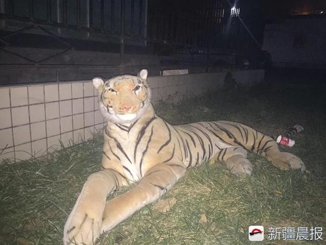 小区草坪趴只“虎”?业主半夜回家差点吓哭