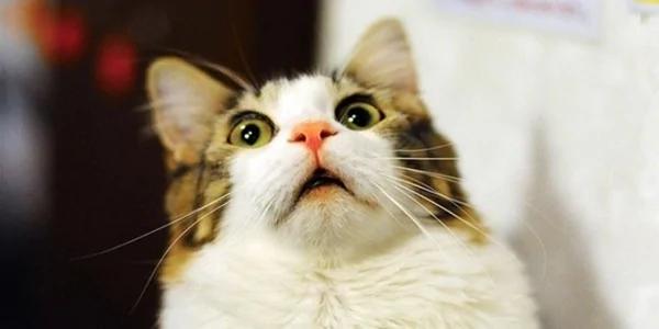 主人训练宠物们翻滚 到小猫的时候 “它的举动”萌翻了!