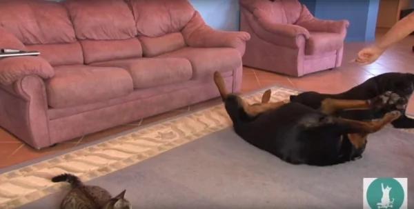 主人训练宠物们翻滚 到小猫的时候 “它的举动”萌翻了!