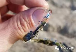 加拿大小伙钓到一条鱼 全世界网民都在疯转!