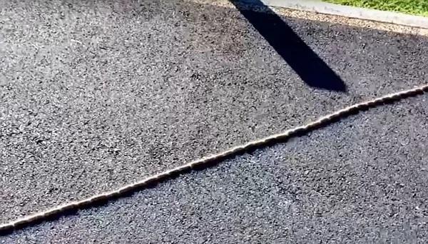 澳司机遇“虫军大队”过马路 有条不紊令人惊讶