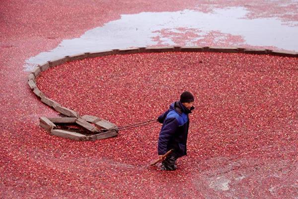 美国感恩节大餐佐料 成功掳获中国人的胃