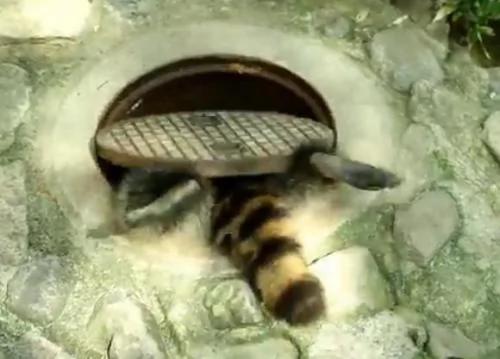 浣熊出逃?保育员一到…大家都笑翻啦
