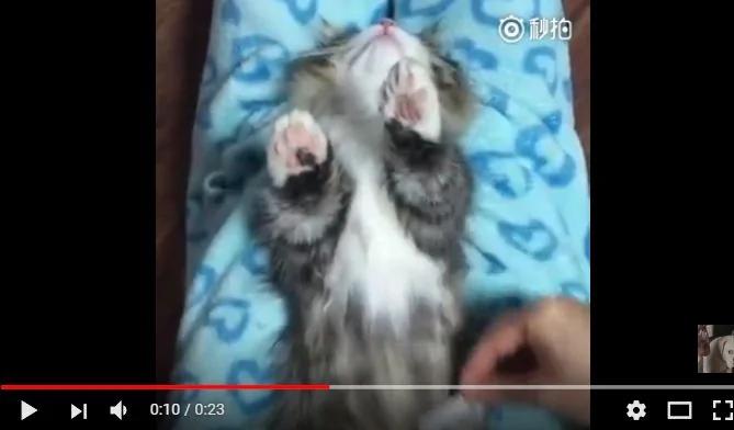 主人拿小梳子给猫咪梳毛 全程它乖到让人嫉妒！