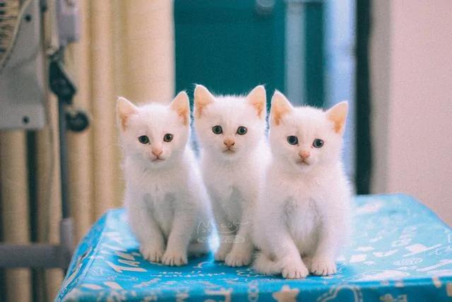 一夜之间拥有5只小奶猫 而且个个都是雪花白 那是何等的诱惑?