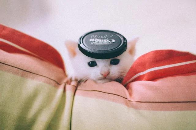 一夜之间拥有5只小奶猫 而且个个都是雪花白 那是何等的诱惑?