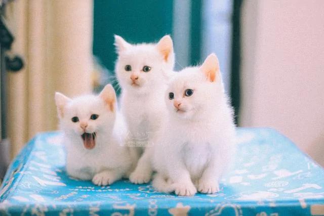一夜之间拥有5只小奶猫 而且个个都是雪花白 那是何等的诱惑?