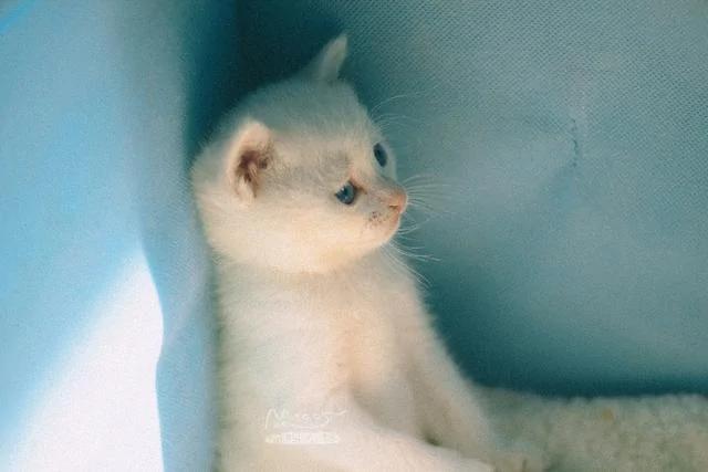 一夜之间拥有5只小奶猫 而且个个都是雪花白 那是何等的诱惑?