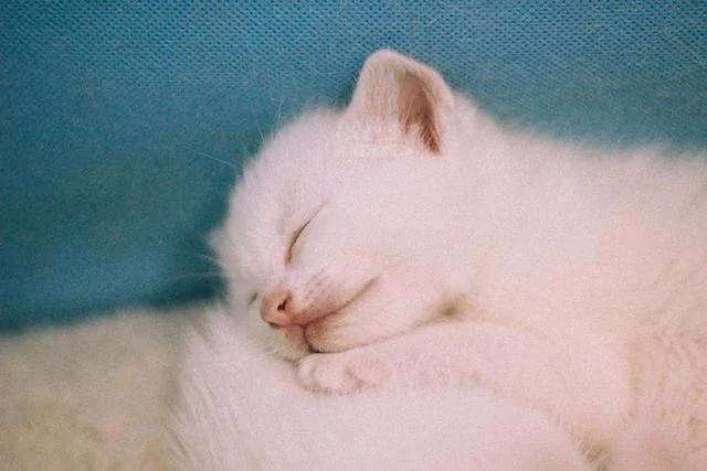 一夜之间拥有5只小奶猫 而且个个都是雪花白 那是何等的诱惑?