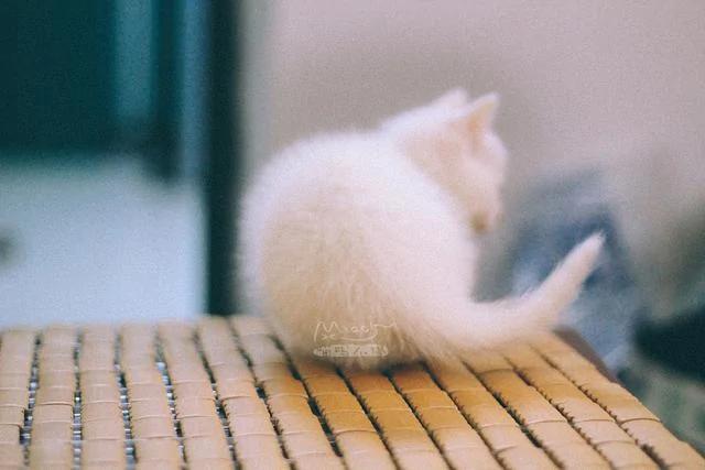 一夜之间拥有5只小奶猫 而且个个都是雪花白 那是何等的诱惑?
