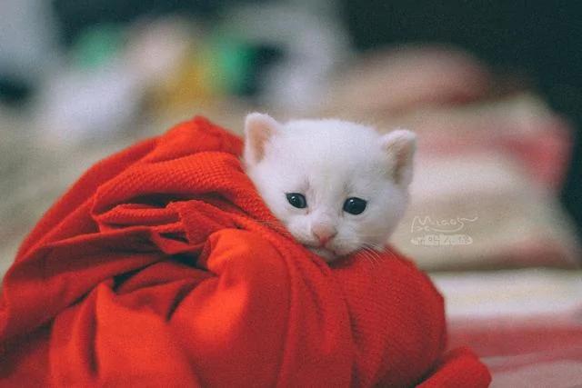 一夜之间拥有5只小奶猫 而且个个都是雪花白 那是何等的诱惑?