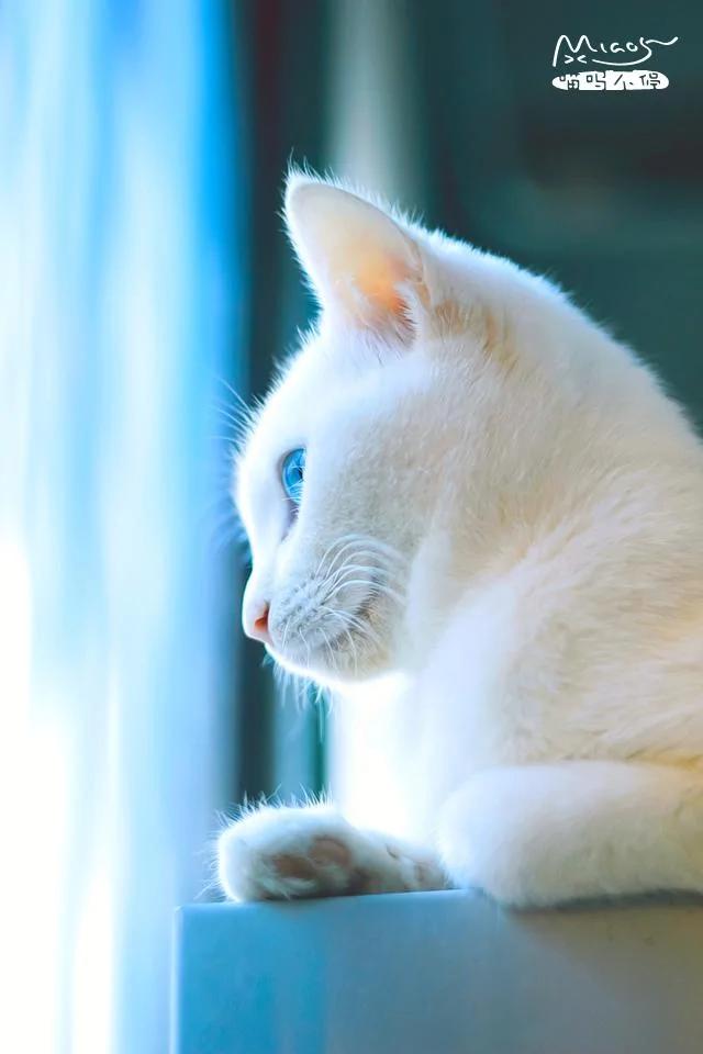 一夜之间拥有5只小奶猫 而且个个都是雪花白 那是何等的诱惑?