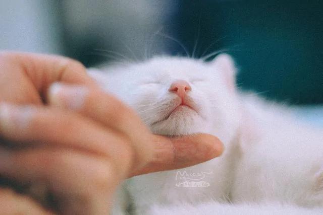 一夜之间拥有5只小奶猫 而且个个都是雪花白 那是何等的诱惑?